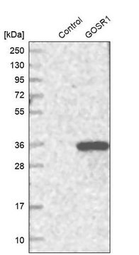 Anti-GOSR1 antibody produced in rabbit Prestige Antibodies&#174; Powered by Atlas Antibodies, affinity isolated antibody, buffered aqueous glycerol solution