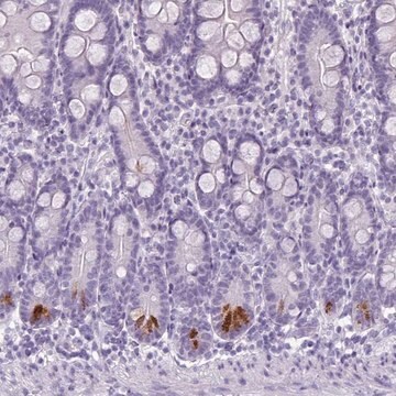 Anti-TMEM91 antibody produced in rabbit Prestige Antibodies&#174; Powered by Atlas Antibodies, affinity isolated antibody, buffered aqueous glycerol solution