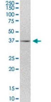 Anti-FLJ22167 antibody produced in mouse purified immunoglobulin, buffered aqueous solution