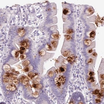 Anti-OR2T10 antibody produced in rabbit Prestige Antibodies&#174; Powered by Atlas Antibodies, affinity isolated antibody, buffered aqueous glycerol solution