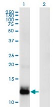 Monoclonal Anti-WFDC5 antibody produced in mouse clone 5G5, purified immunoglobulin, buffered aqueous solution