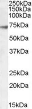 Anti-GABRA4 antibody produced in goat affinity isolated antibody, buffered aqueous solution