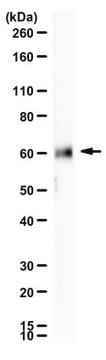 Anti-Frizzled-2 from rabbit, purified by affinity chromatography