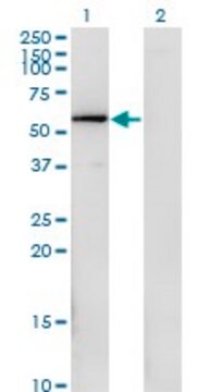 Monoclonal Anti-FGFR1OP antibody produced in mouse clone 1E8, purified immunoglobulin, buffered aqueous solution