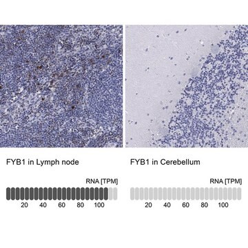 Anti-FYB1 antibody produced in rabbit Prestige Antibodies&#174; Powered by Atlas Antibodies, affinity isolated antibody, buffered aqueous glycerol solution