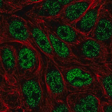 Anti-ZNF45 antibody produced in rabbit Prestige Antibodies&#174; Powered by Atlas Antibodies, affinity isolated antibody