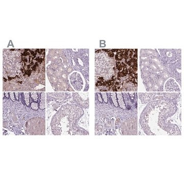 Anti-DBH antibody produced in rabbit Prestige Antibodies&#174; Powered by Atlas Antibodies, affinity isolated antibody