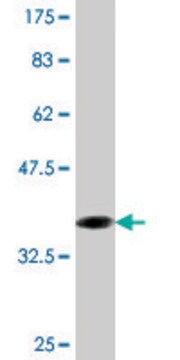 Monoclonal Anti-CRYGD, (C-terminal) antibody produced in mouse clone 2H3, purified immunoglobulin, buffered aqueous solution