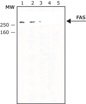 Anti-Fatty Acid Synthase antibody produced in rabbit 1&#160;mg/mL, affinity isolated antibody, buffered aqueous solution