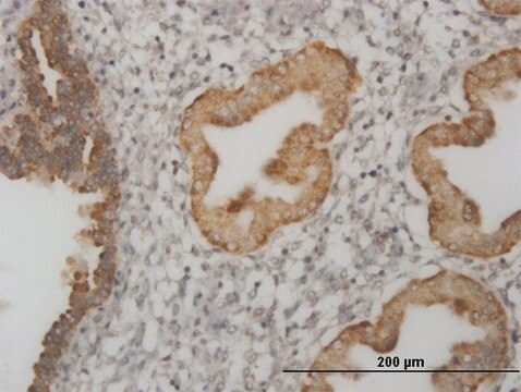 Monoclonal Anti-MSI1 antibody produced in mouse clone 3E4, purified immunoglobulin, buffered aqueous solution