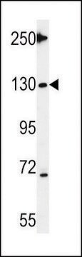 ANTI-TNKS 2(C-TERMINAL) antibody produced in rabbit affinity isolated antibody, buffered aqueous solution