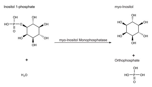 myo-Inositol Monophosphatase from bovine brain lyophilized powder, 5-20&#160;units/mg protein