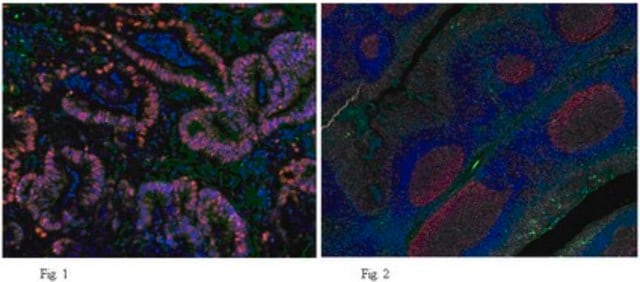 Anti-PCNA Antibody, clone PC10 clone PC10, from mouse