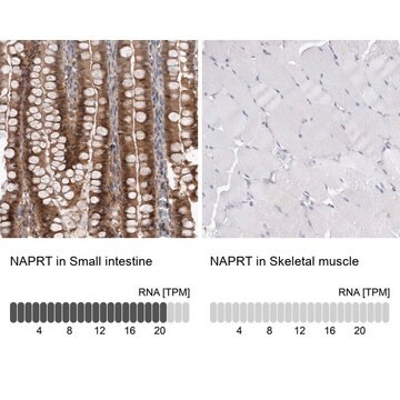 Anti-NAPRT antibody produced in rabbit Prestige Antibodies&#174; Powered by Atlas Antibodies, affinity isolated antibody, buffered aqueous glycerol solution, Ab2