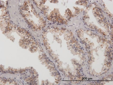 Anti-ARG2 antibody produced in mouse purified immunoglobulin, buffered aqueous solution