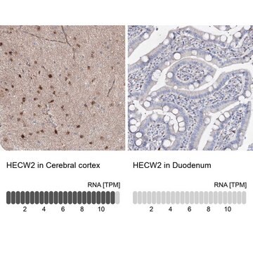 Anti-HECW2 antibody produced in rabbit Prestige Antibodies&#174; Powered by Atlas Antibodies, affinity isolated antibody, buffered aqueous glycerol solution