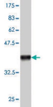 Monoclonal Anti-ACOT11 antibody produced in mouse clone 4D1, purified immunoglobulin, buffered aqueous solution