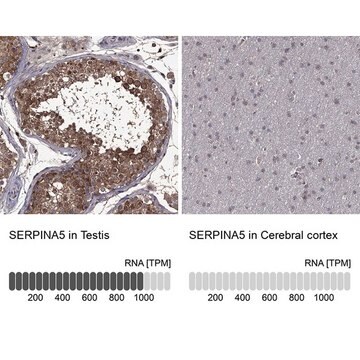 Anti-SERPINA5 antibody produced in rabbit Prestige Antibodies&#174; Powered by Atlas Antibodies, affinity isolated antibody, buffered aqueous glycerol solution