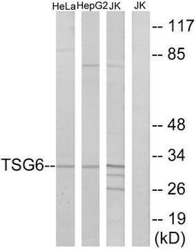 Anti-TSG6 antibody produced in rabbit affinity isolated antibody