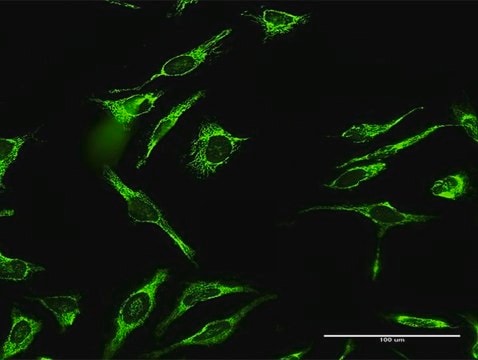 Anti-MRPL12 antibody produced in rabbit purified immunoglobulin, buffered aqueous solution