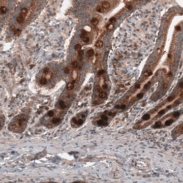 Monoclonal Anti-RBCK1 antibody produced in mouse Prestige Antibodies&#174; Powered by Atlas Antibodies, clone CL4289, purified immunoglobulin