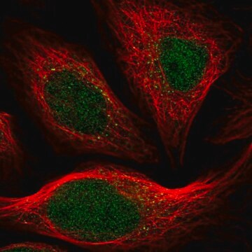 Anti-ARHGAP23 antibody produced in rabbit Prestige Antibodies&#174; Powered by Atlas Antibodies, affinity isolated antibody