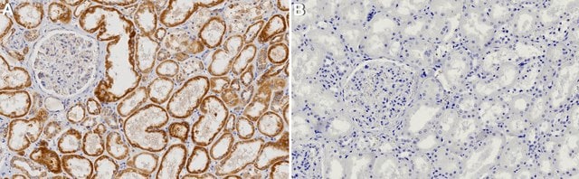 Anti-MAVS Antibody, clone 1L3 ZooMAb® Rabbit Monoclonal recombinant ...