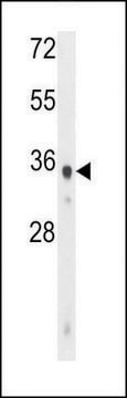 ANTI-WDR5B (N-TERM) antibody produced in rabbit IgG fraction of antiserum, buffered aqueous solution