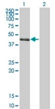 Monoclonal Anti-SPDEF antibody produced in mouse clone 4A5, purified immunoglobulin, buffered aqueous solution