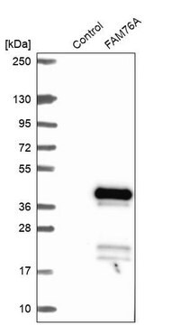 Anti-FAM76A antibody produced in rabbit Prestige Antibodies&#174; Powered by Atlas Antibodies, affinity isolated antibody, buffered aqueous glycerol solution