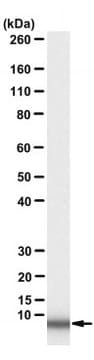 Anti-Trichinella gp53 Antibody, clone US9