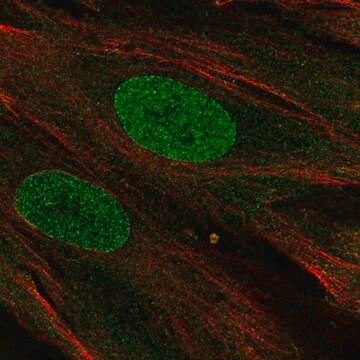 Anti-PHF11 antibody produced in rabbit Prestige Antibodies&#174; Powered by Atlas Antibodies, affinity isolated antibody