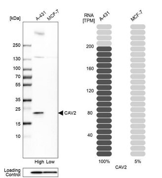 Anti-CAV2 antibody produced in rabbit Prestige Antibodies&#174; Powered by Atlas Antibodies, affinity isolated antibody, buffered aqueous glycerol solution