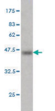 Monoclonal Anti-MTF1 antibody produced in mouse clone 2C12, purified immunoglobulin, buffered aqueous solution