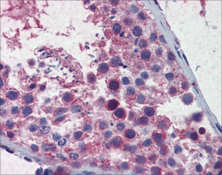 Anti-SMC3 antibody produced in rabbit affinity isolated antibody