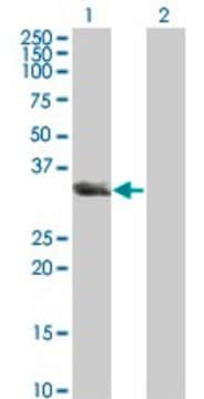 Monoclonal Anti-UNC119 antibody produced in mouse clone 2F9-2A9, ascites fluid