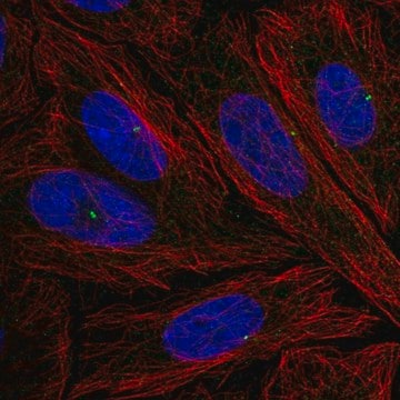 Anti-NLRC5 antibody produced in rabbit Prestige Antibodies&#174; Powered by Atlas Antibodies, affinity isolated antibody