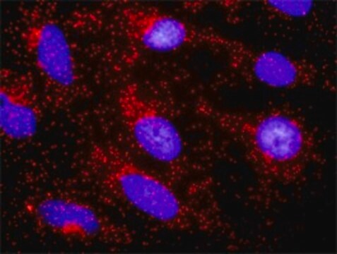 Anti-CTNNA3 antibody produced in rabbit purified immunoglobulin, buffered aqueous solution