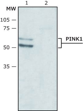 Anti-PINK1 (N-terminal region) antibody produced in rabbit ~1.5&#160;mg/mL, affinity isolated antibody, buffered aqueous solution