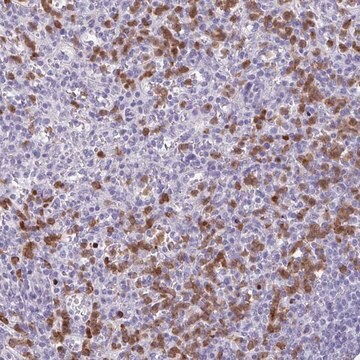 Anti-CEP120 antibody produced in rabbit Prestige Antibodies&#174; Powered by Atlas Antibodies, affinity isolated antibody, buffered aqueous glycerol solution