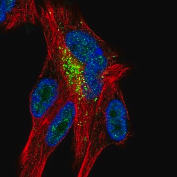 Anti-ZNF768 antibody produced in rabbit Prestige Antibodies&#174; Powered by Atlas Antibodies, affinity isolated antibody