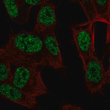 Anti-RALYL antibody produced in rabbit Prestige Antibodies&#174; Powered by Atlas Antibodies, affinity isolated antibody