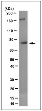 Anti-CD36 Antibody, clone Long 6 clone Long 6, from mouse