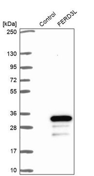 Anti-FERD3L antibody produced in rabbit Prestige Antibodies&#174; Powered by Atlas Antibodies, affinity isolated antibody, buffered aqueous glycerol solution