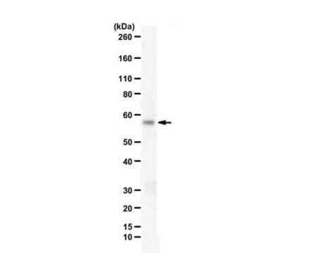 Anti-Coagulation factor VIIa from rabbit, purified by affinity chromatography