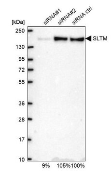 Anti-SLTM antibody produced in rabbit Prestige Antibodies&#174; Powered by Atlas Antibodies, affinity isolated antibody, buffered aqueous glycerol solution