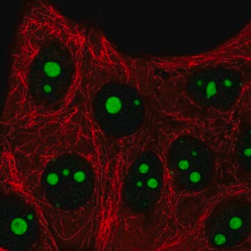 Anti-SETMAR antibody produced in rabbit Prestige Antibodies&#174; Powered by Atlas Antibodies, affinity isolated antibody