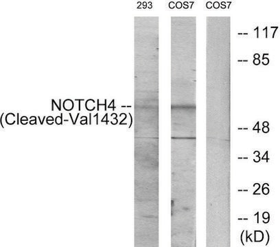 Anti-NOTCH4 (Cleaved-Val1432), C-Terminal antibody produced in rabbit affinity isolated antibody