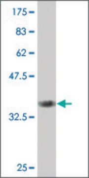 ANTI-SMAD6 antibody produced in mouse clone 4F8, purified immunoglobulin, buffered aqueous solution