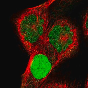 Anti-KCND1 antibody produced in rabbit Prestige Antibodies&#174; Powered by Atlas Antibodies, affinity isolated antibody